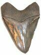 Megalodon Tooth From South Carolina - Incredibly Rare! #76664-5